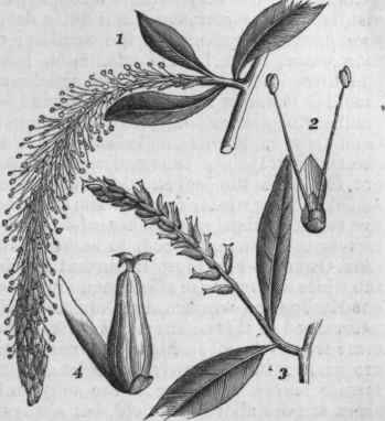 Willow Staminate and Pistillate Flowers.