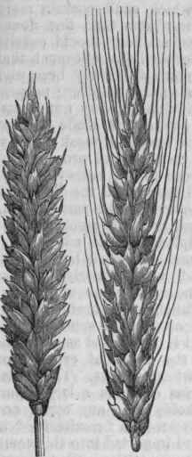 Winter Wheat Bald and Bearded.
