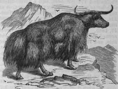 Yak (Po�phagus grunniens).