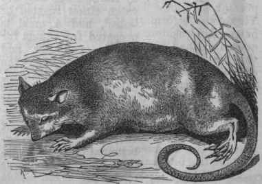 Yapock (Chironectes variegatus).