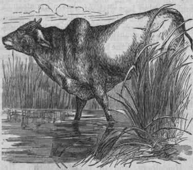 Zebu.