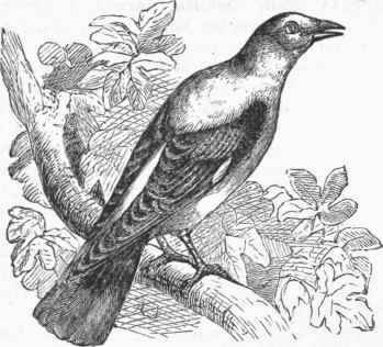 Beccafico (Oriolus galbiila).