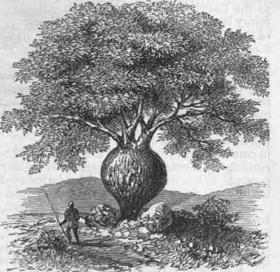 Bottle Tree of Australia.