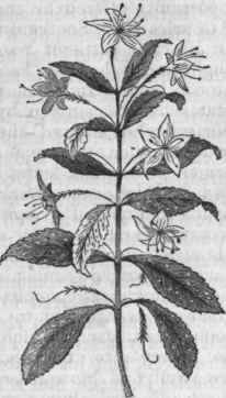 Buchu (Barosma crenata).