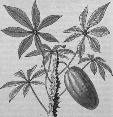 Carica spinosa.