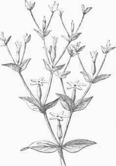 Centaury.