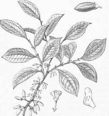 Coca.