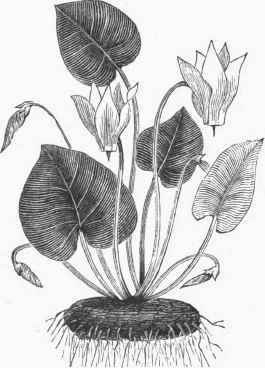 Cyclamen Europaeum.