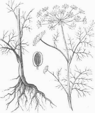 Dill (Anethum graveolens).