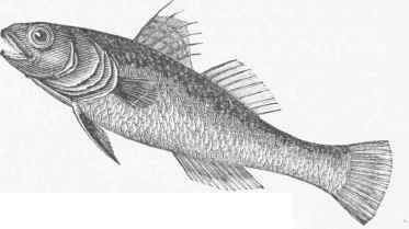 Goby (Gobius niger).