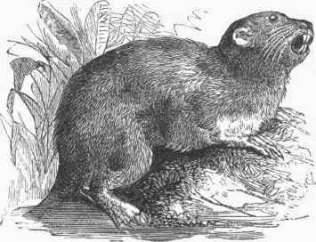 Coypu (Myopotamus coypus).