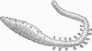 Lob Worm.
