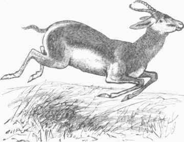 Springbok (Antidorcas euchore).