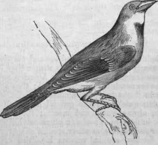 Black throated Bunting (Euspiza Americana).