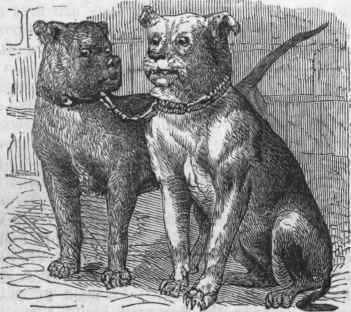 Bulldog (Canis molossus).