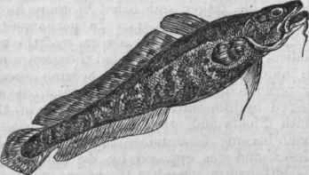 Burbot (Lota vulgaris).