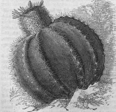 Cactus melocactus.