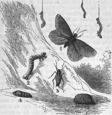 Canker Worm.   1. Adult Male. 2. Larva. 8. Adult Female. 4. Cluster of Eggs.