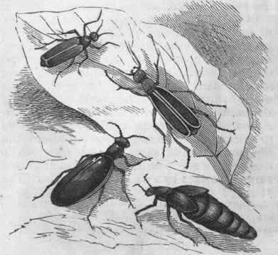 Cantharis vesicatoria.