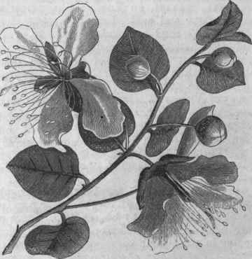 Caper (Capparis spinosa).