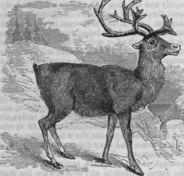Caribou.