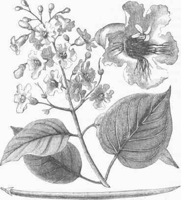 Catalpa syringifolia.
