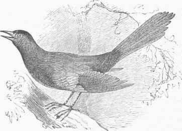 Catbird (Mimus Carolinensis).