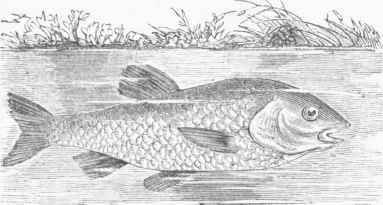 Chub (Leuciscus cephalus).