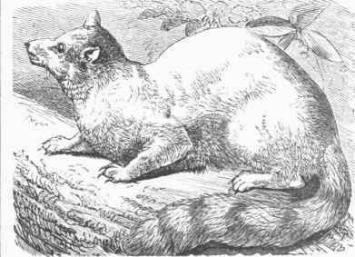 Civet Cat (Bassaris astuta).