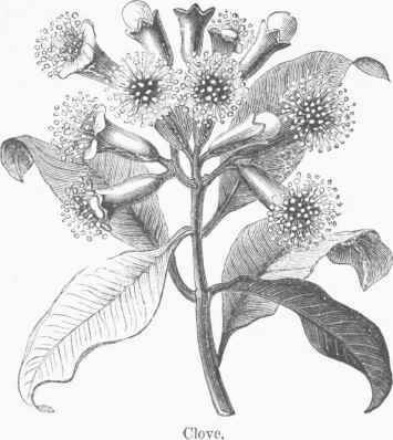 Cloves 0400353