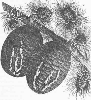 Cones of Cedar of Lebanon.