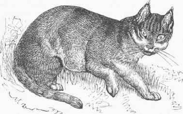 Egyptian Cat (Felis maniculata).