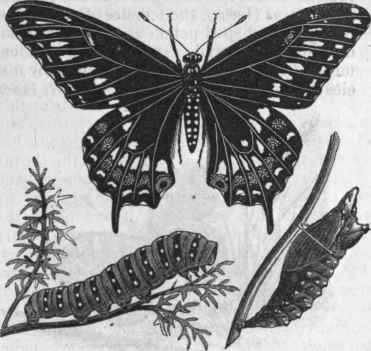Papilio asterias.