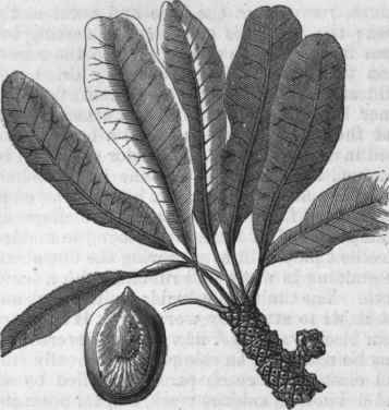 Shea Tree (Bassia Parkii).