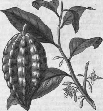 Theobroma cacao.