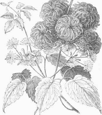 Virgin's Bower (Clematis Virginiana).