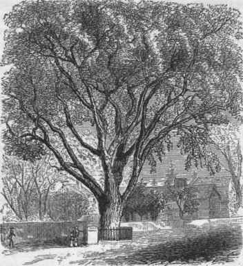 Washington Elm.