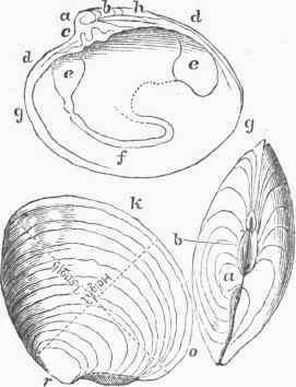 Bivalve Shell.   a, a, bosses; b, b, hinges; c, principal teeth.