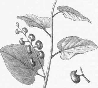 Cocculus Indicus.
