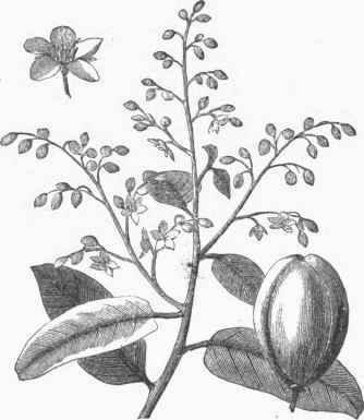 Copal (Rhus copallina).