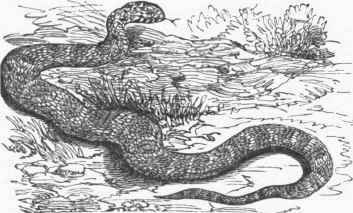 Corn Snake (Coluber guttatus).