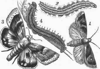 Cotton Worm. 1, 2. Noctua xylina and larva. 3, 4. Heli othes and larva.