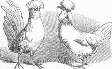 Poland Chickens.