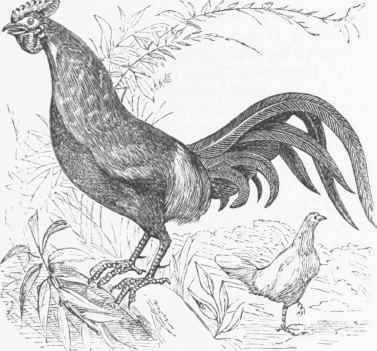Sonnerafs Jungle Fowl (Gallus Sonneratii).