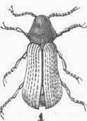 1. Anobium striatum.