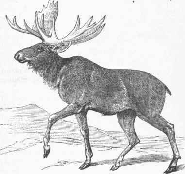 American Elk (Alce Americanus).