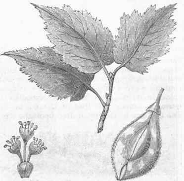 American Elm (Ulmus Americana).