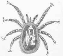 Bird Mite (Dermanyssus avium).