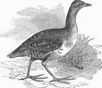 Corn Crake (Crex prateusis).