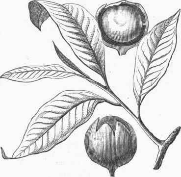 Cow Tree Leaves and Fruit.